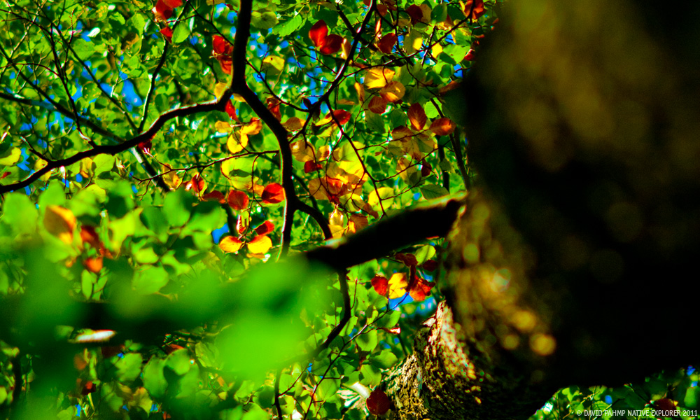 © David Pahmp 2011