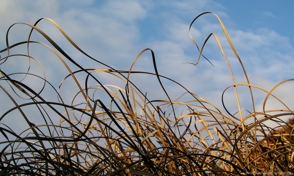 © David Pahmp 2011